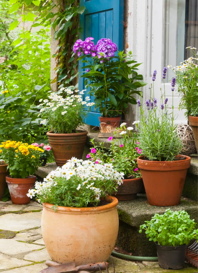 Patio Step Flowers